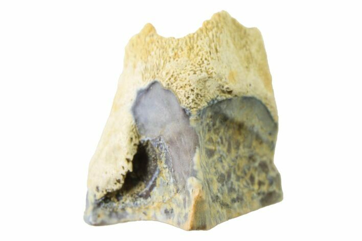 Fossil Dinosaur (Triceratops) Shed Tooth - Montana #339789